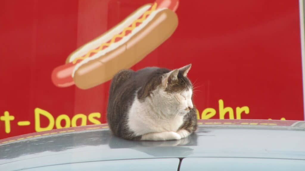 katzen moegen hotdogs foodtruck biblis